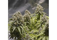 Critical 2.0+ Auto Feminised Seeds - BULK x 100