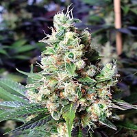 NYC Diesel Auto Feminised Seeds - BULK x 100