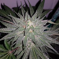 Afgooey Feminised Seeds - BULK x 100