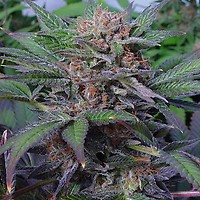 NYC Diesel Feminised Seeds - BULK x 100