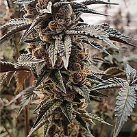 Tropicanna Cookies Feminised Seeds - BULK x 100