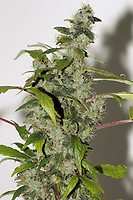 Purple Haze Feminised Seeds - BULK x 100