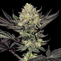 Face Mask Feminised Seeds - 5