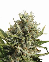 Amnesia Auto Feminised Seeds - 5