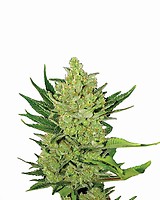 Big Bud Auto Feminised Seeds - 5