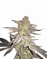 Blueberry Regular Seeds - 10