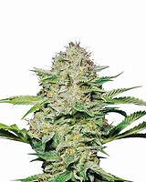 Hindu Kush Feminised Seeds - 5