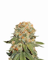 Orange Bud Regular Seeds - 10