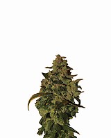 Somango XXL Auto Feminised Seeds - 5