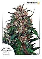 Holland's Hope Feminised Seeds