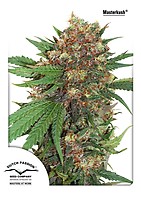 Master Kush Feminised Seeds