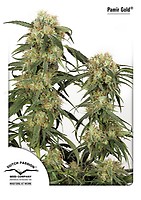 Pamir Gold Feminised Seeds