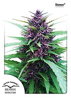 Shaman Feminised Seeds