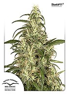 Skunk #11 Feminised Seeds