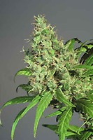 S.A.G.E Feminised Seeds