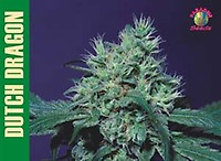 Dutch Dragon Feminised Seeds