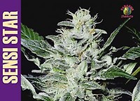 Sensi Star Feminised Seeds