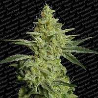 Allkush Feminised Seeds