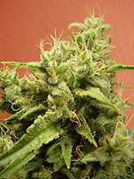 Opium Feminised Seeds