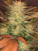Ice Cream Feminised Seeds