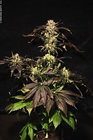 White Berry Feminised Seeds