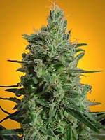 Delahaze Feminised Seeds