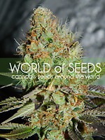 Afghan Kush Special Feminised Seeds