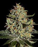 Big Bang Feminised Seeds