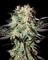 Arjan's Strawberry Haze Feminised Seeds