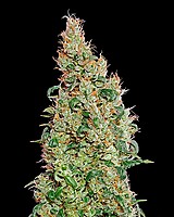 Green-O-Matic Auto Feminised Seeds