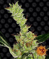 Dr Grinspoon Feminised Seeds