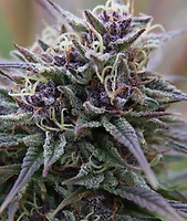 Purple Maroc Feminised Seeds