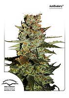 Blueberry Auto Feminised Seeds