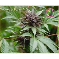 Sweet Purple Feminised Seeds