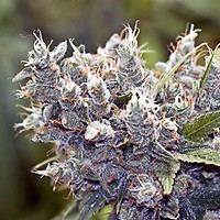 Bubblegummer Feminised Seeds