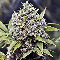 Pure AK Feminised Seeds