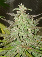 Maroc Feminised Seeds