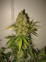 Skunk Special Feminised Seeds