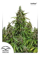 Mazar Auto Feminised Seeds