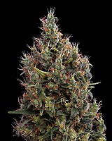 Big Bang Auto Feminised Seeds