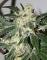 Acid Feminised Seeds