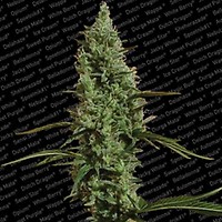 Atomical Haze Feminised Seeds