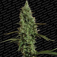 Atomical Haze Feminised Seeds