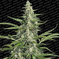 Pandora Auto Feminised Seeds