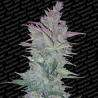 Vertigo Auto Feminised Seeds