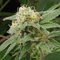 Sage n Sour Feminised Seeds