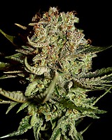 Super Bud Feminised Seeds