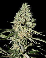 Super Critical Feminised Seeds