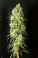 Cannatonic Feminised Seeds