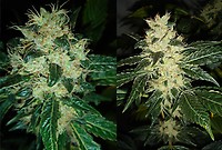 Sour P Feminised Seeds
